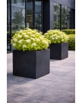 Spiraea japonica White Gold контейнерне озеленення